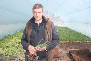 В теплице Сергея Пугача уже вырос первый урожай зеленого лука