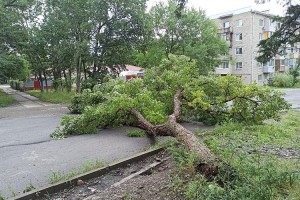 Оперативные службы на прошлой неделе убрали упавшее на улице Кронида Кореннова дерево