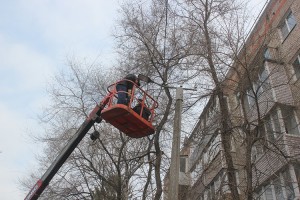 Более трехсот разрешений на спил и обрезку деревьев было выдано в прошлом году